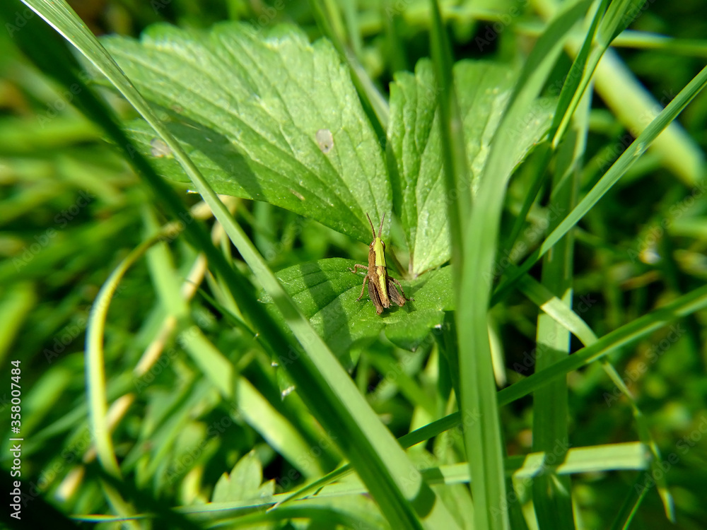 Chorthippus dorsatus