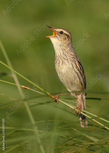 Aquatic Warbler in its natural habitat.