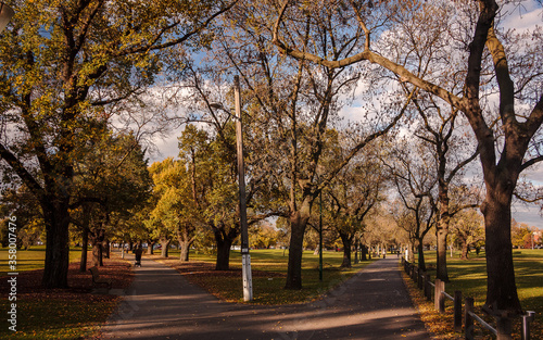 A Walk on Princes Park  Melbourne  Victoria  Australia. Urban park landscape  autumn vibes on a green area. Path and tracks on a park.