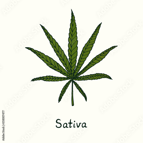 Sativa cannabis leaf isolated, outline color simple doodle drawing
