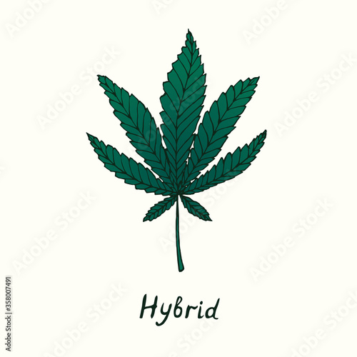 Hybrid cannabis leaf isolated, outline color simple doodle drawing