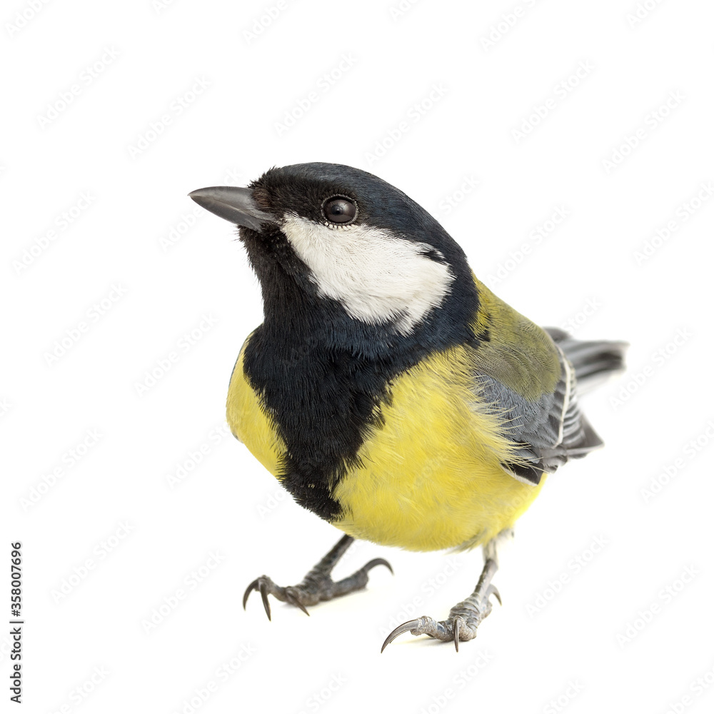 Fototapeta premium Great Tit isolated on white background