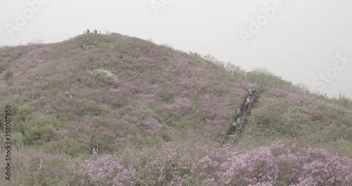 landsacpe of korea mountain azalea flower swarm