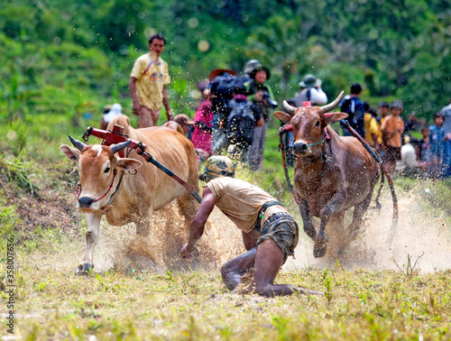 The Pacu Jawi or bull racing event in West Sumatra, Indonesia.