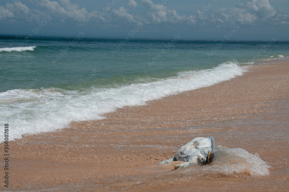 Dead turtle on shore Dead turtle on shore