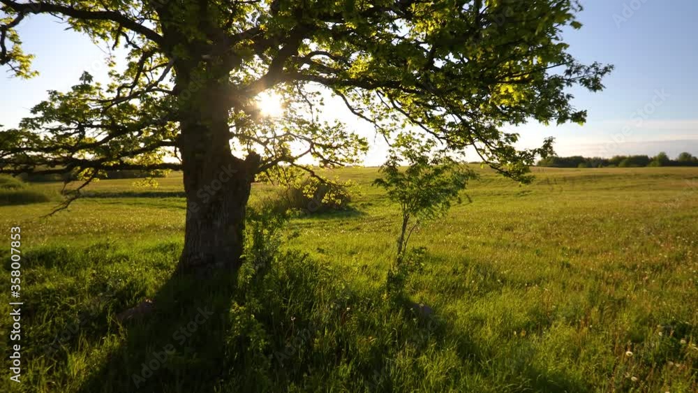 Moving slowly in oak tree shade towards rising sun in summer morning. Rays of the rising sun break through the branches of oak tree standing in the middle of meadow. Moving slowly in oak tree shade towards rising sun in summer morning. Rays of the rising sun break through the branches of oak tree standing in the middle of meadow.