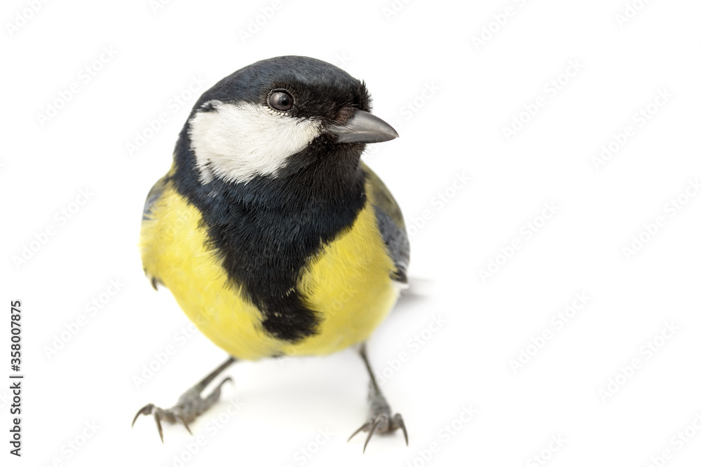 Naklejka premium Great Tit isolated on white background
