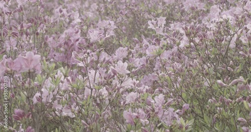 close up of azalea flower