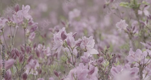 close up of azalea flower