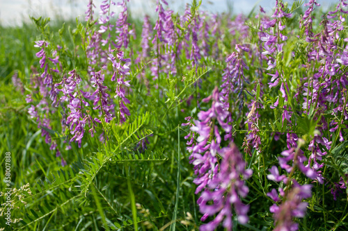 Meadow flowers in the summer on a sunny day. Carpet of meadow flowers, side view.