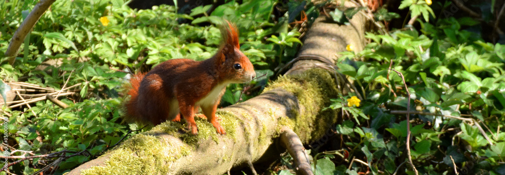 Eichhörnchen im Wald Eichhörnchen im Wald