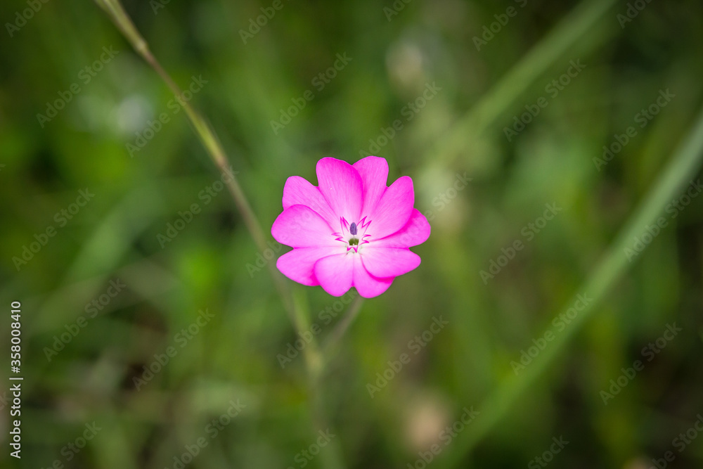 pink flower in the garden pink flower in the garden