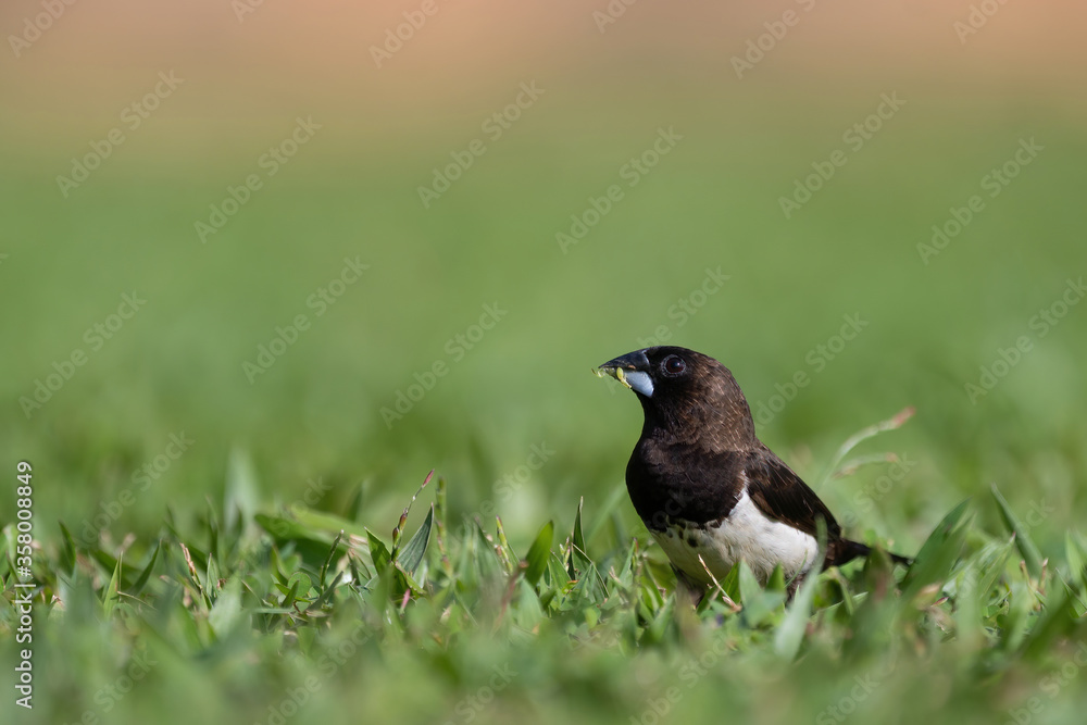 White Rumped Munia