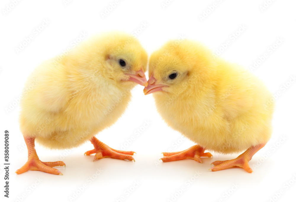 Little chicken isolated. Little chicken isolated.
