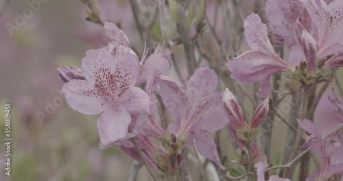 close up of azalea flower