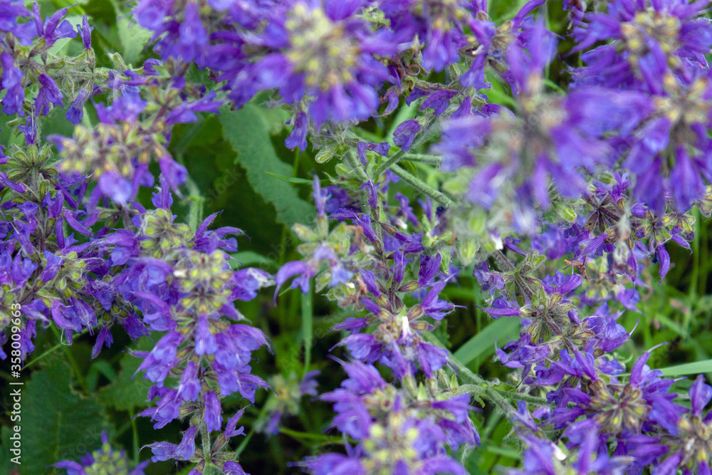 Fototapeta premium Meadow flowers in summer on a sunny day. Carpet of meadow flowers, top view.