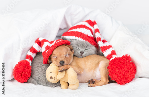 Toy terrier puppy and british kitten wearing red warm hats sleep together with favorite toy bear on a bed at home