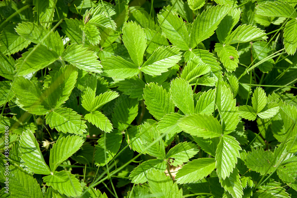 Green leaves of meadow strawberries on a summer day, top view. Fragaria viridis closeup. Green leaves of meadow strawberries on a summer day, top view. Fragaria viridis closeup.