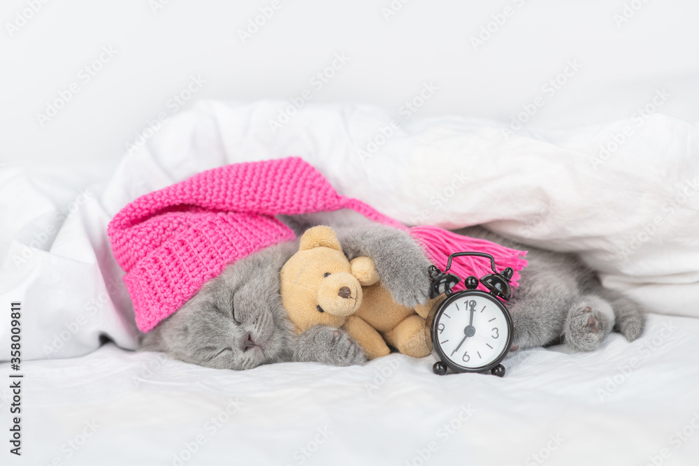 Cute baby kitten wearing warm hat hugs favorite toy bear and sleeps under blanket on a bed at home