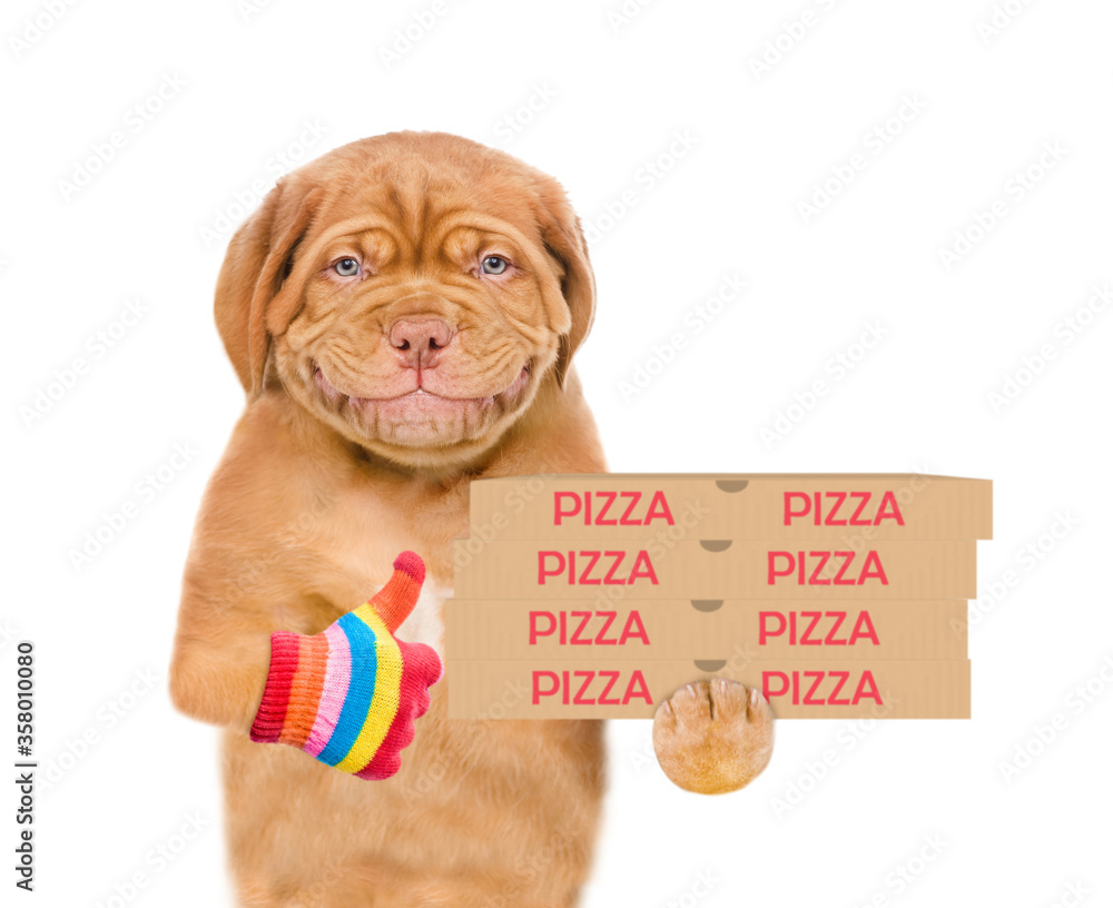 Smiling pizza delivery dog holds pizza boxes and shows thumbs up gesture. isolated on white background