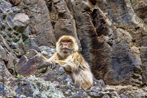 A male Barbara Macaque, Macaca sylvanus, sits on a rock and observes the surroundings