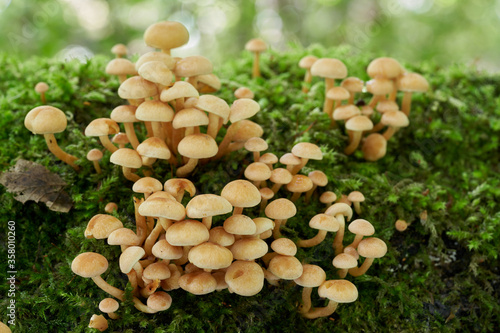Poisonous mushroom Hypholoma fasciculare in the birch forest. Known as sulphur tuft, sulfur tuft or clustered woodlover. Cluster of wild mushrooms growing on a birch trunk.