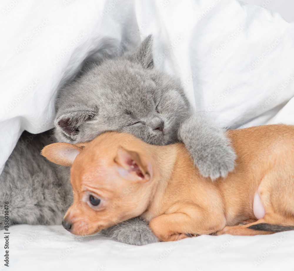 Sleepy baby kitten hugs toy terrier puppy under white blanket on a bed at home Sleepy baby kitten hugs toy terrier puppy under white blanket on a bed at home
