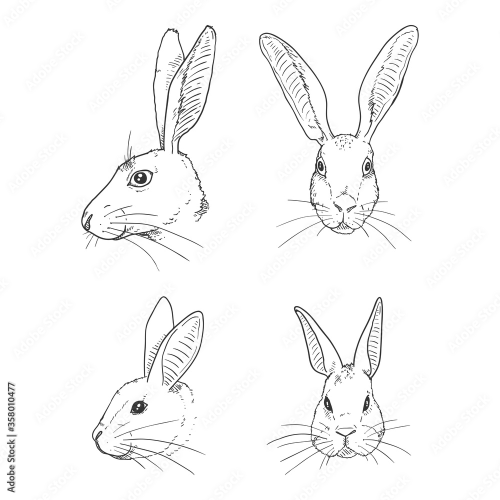 Vector Set of Sketch Rabbits and Hares Vector Set of Sketch Rabbits and Hares