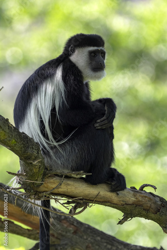 Guereza colobus, Colobus guereza, sitting on a tree with a long white tail hanging down