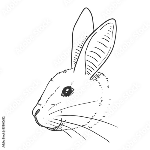 Vector Sketch Rabbit Head