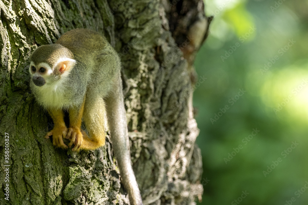 The Common Squirrel Monkey, Saimiri sciureus, is very active, looking for food on a tree The Common Squirrel Monkey, Saimiri sciureus, is very active, looking for food on a tree