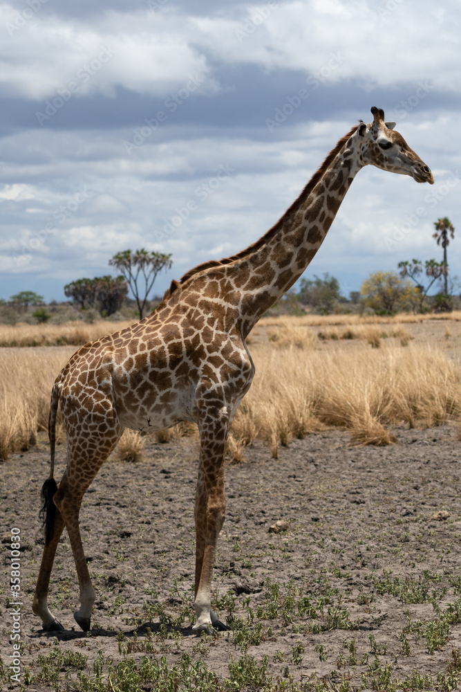 Obraz premium Masai giraffe in Selous game reserve in Tanzania