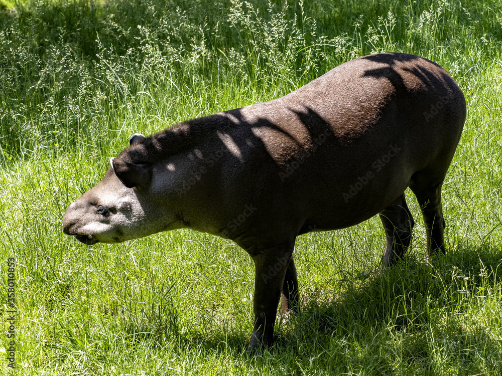 Obraz premium The South American tapir, Tapirus terrestris, inhabits the humid forests of South America near waters