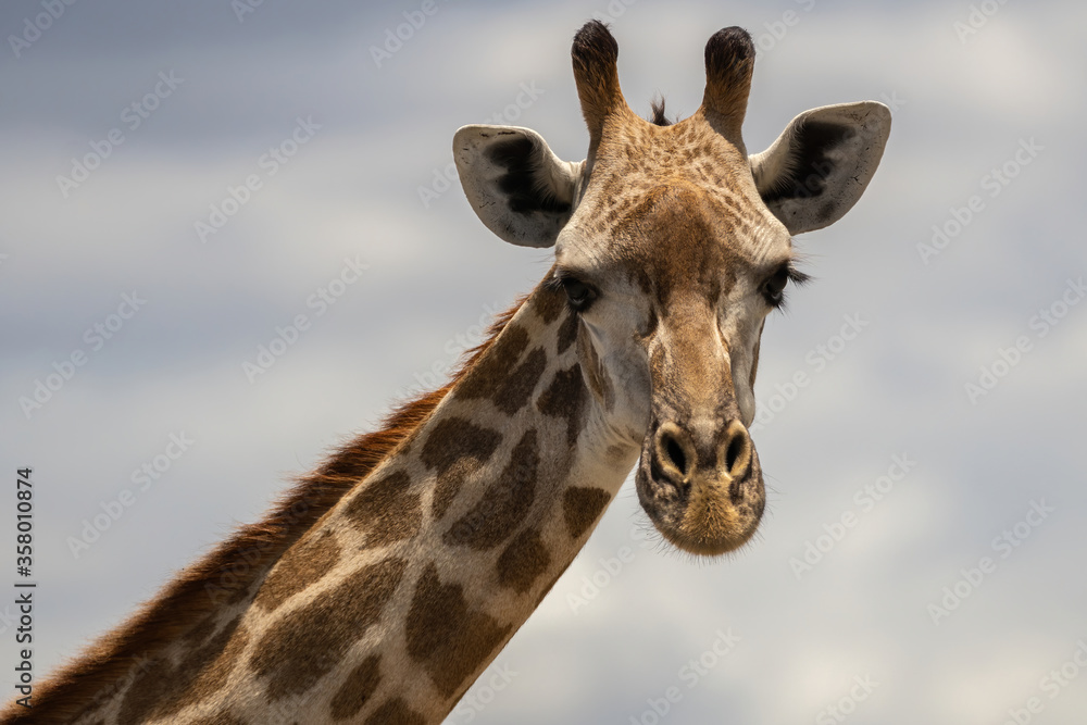 Obraz premium Masai giraffe in Selous game reserve in Tanzania