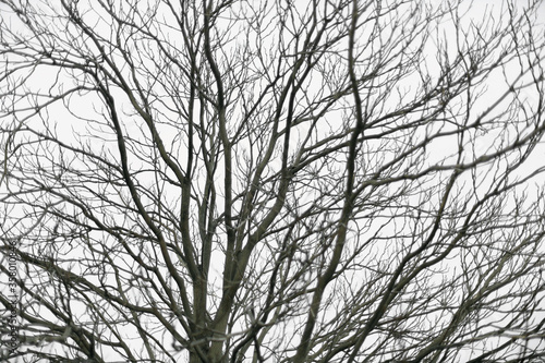 Close up of silhouette leafless tree branches against cloud sky