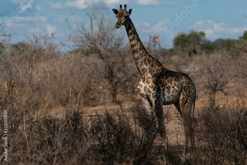 Masai giraffe in Selous game reserve in Tanzania