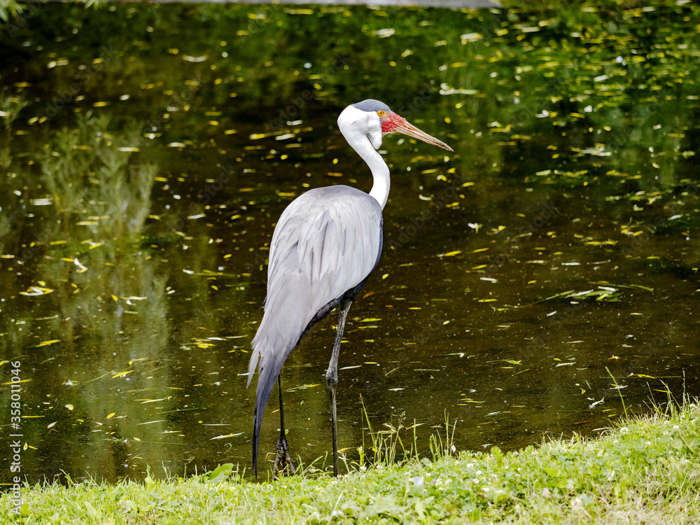 Fototapeta premium Wattled Crane, Bugeranus carunculatus, walks along the shore and picks food in the water
