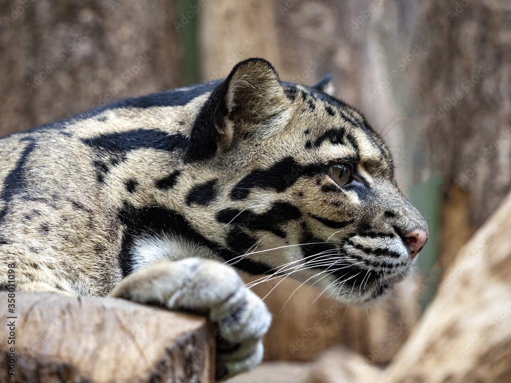 Obraz premium Clouded Leopard, Neofelis nebulosa, stays mainly on trees, where it hunts birds and smaller mammals