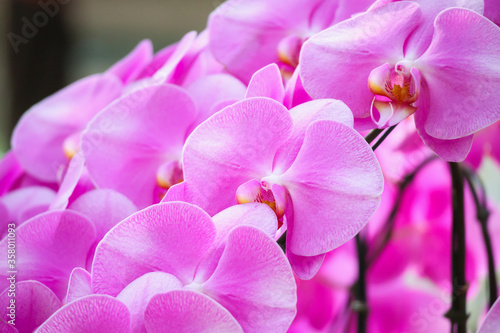 Beautiful Phalaenopsis Orchid flower blooming in garden floral background