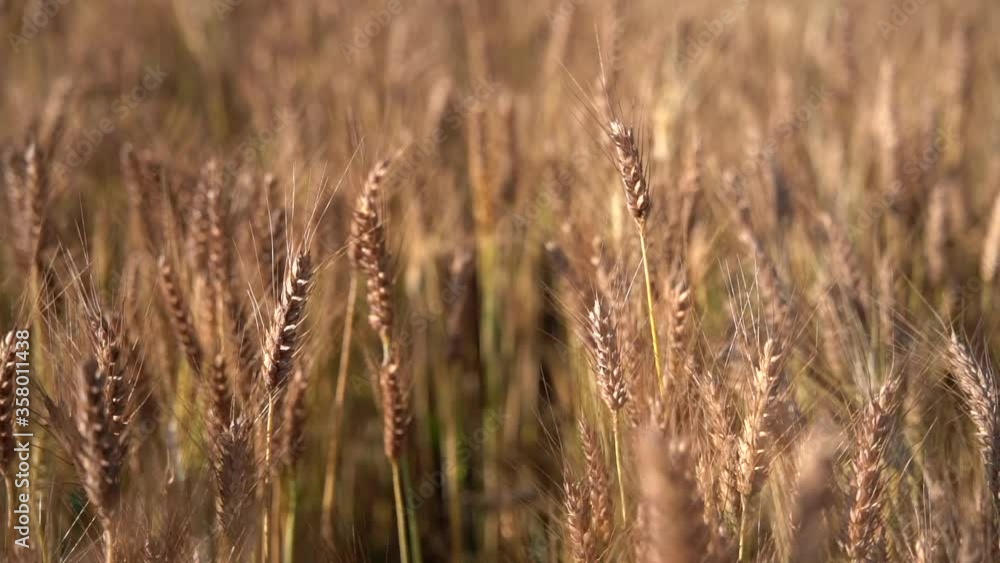 Golden Yellow Wheat field, shallow depth of field in slow motion. Golden Yellow Wheat field, shallow depth of field in slow motion.