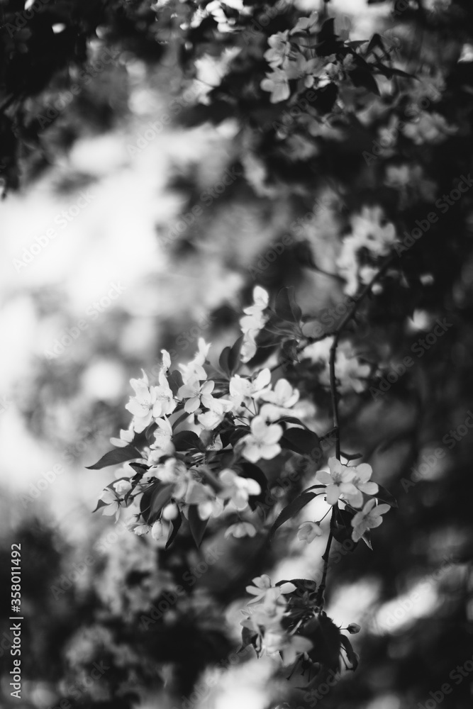 black and white landscape photography, magic forest and trees, roots and branches black and white landscape photography, magic forest and trees, roots and branches
