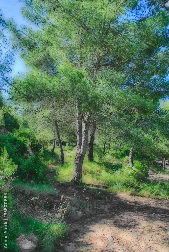 Fototapeta premium pino en bosque mediterráneo en Tarragona (España)