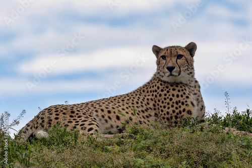 Cheetah, Acinonyx jubatus, is a fast runner, lying on a high hill and observing the surroundings