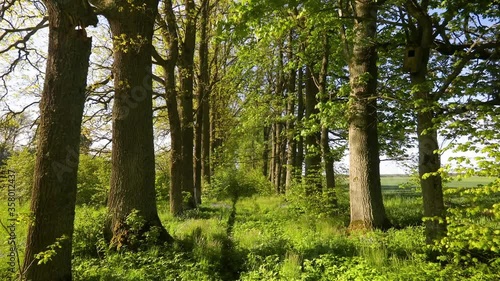 Walking in old  park with tall and old oak trees and meadow with lush green grass and some small blue flowers. Slow motion POV shot on a gimbal, low angle view. 