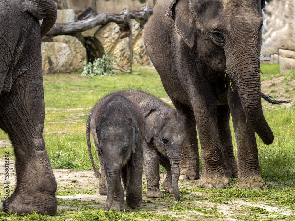 Fototapeta premium The Asian Elephant, Elephas maximus, several months old, is still staying close to its mothers