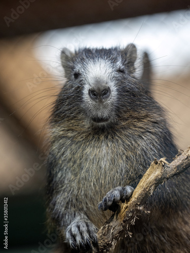 Desmarest Hutia, Capromys pilorides, feeds on plant food, stays mainly on trees photo