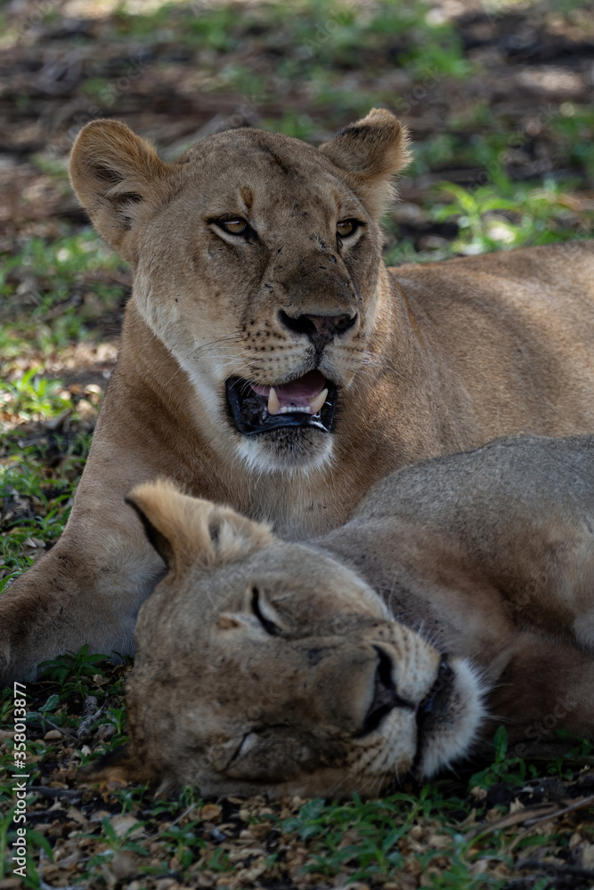 Fototapeta premium Lions in Selous Game Reserve, Tanzania