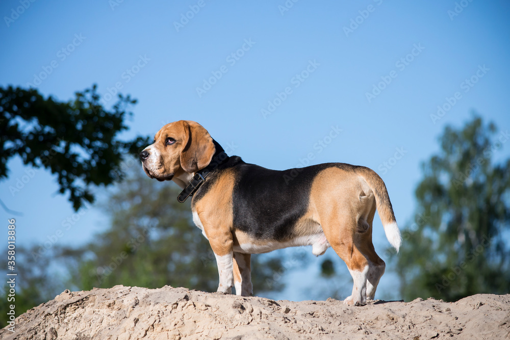 cute beagle dog looks at nature in the village in summer