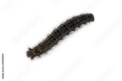 Brown tail moth larvae isolated on white background