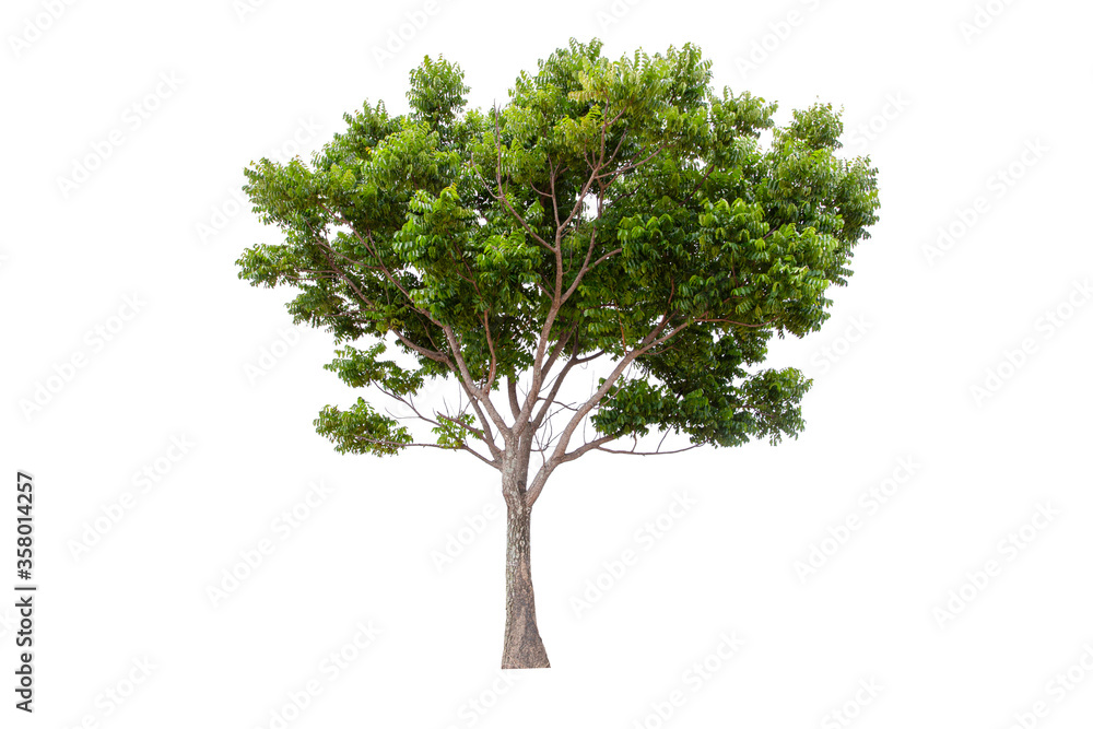 Large green tree (Neem Tree) isolated on white background. Large green tree (Neem Tree) isolated on white background.